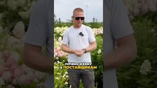 Как Недобросовестные Поставщики "РАЗГОНЯЮТ" Гортензии