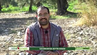 TARIM VİTRİNİ | SAKARKAYA'DA ZEYTİN HASADI - Akhisar/MANİSA