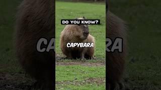 Why Are Capybaras the Coolest Rodents? Exploring Fascinating Traits and Conservation Importance!