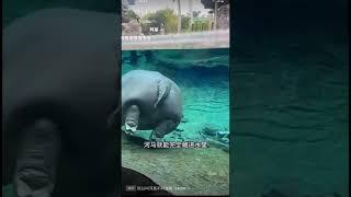 神秘的動物－河馬！Mysterious animal - hippopotamus!#香港#台灣#美國#日本#animals#funny#中国