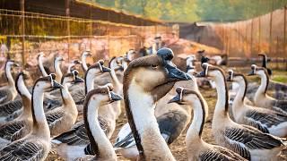 How China Produces Millions of Lion-Headed Geese Using Advanced Farming Techniques