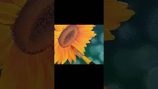 [canvas painting]캔버스 아크릴 해바라기 꽃 그리기[drawing a sunflower easy]