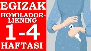 EGIZAK HOMILADORLIGINING 1-4 HAFTALARI / ЭГИЗАК ХОМИЛАДОРЛИГИНИНГ 1-4-ХАФТАЛАРИ