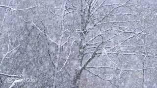 PIANO RELAXING MUSIC + SNOW FALLING MEDITATION, BEAUTIFUL NATURE SOOTHING, CALMING, YOGA MUSIC