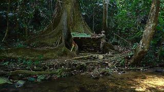 Full Video 300 days of Bushwalking. Survive in the rainforest. Build bushcraft shield.