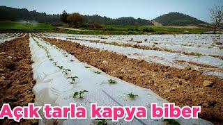 Açık tarla hibrit kapya biber yetiştiriciliği sarıçam adana