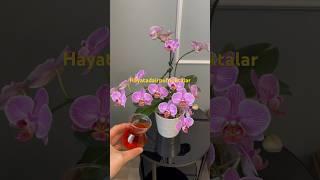 just try this️@Orchid-Hacks ,#orchids ,#flowers ,#plants ,#fertilizer ,#diy #roots