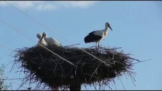 Лелеки в гнізді. 30-06-2019р.