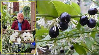 EVERGREEN SHRUB WHOSE FLOWERS ARE FRAGRANT IN WINTER: SARCOCOCCA. Le Quotidien du Jardin N°480