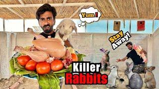 Rabbits Ny Murgi Mar Di 