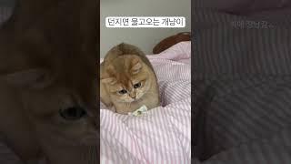 던지면 물고 오는 개냥이 