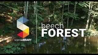 Beech Forest / RELEASE Trailer ( #ue5 #unrealengine )