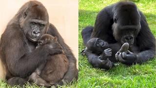 A Gorilla's Love: Kaius and Grandma Kriba