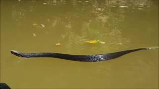 A Very Busy Cottonmouth