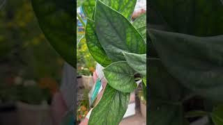 Big Box Store Plant Finds #shorts