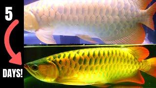 How To Boost ASIAN AROWANA Colour *FAST*! [Complete Guide]