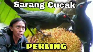 SARANG BURUNG CUCAK PERLING