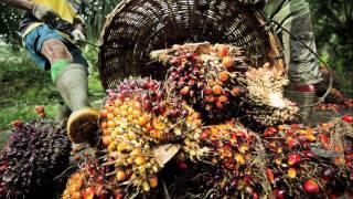 Sustainable Palm oil production