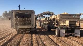 2020 Imperial Valley California Onion Harvest