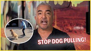 How To Stop Dogs From Pulling Their Leash | Dog Nation Episode 1 - Part 3