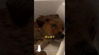 Dog discovered by man who hates animals