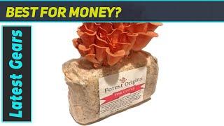 Forest Origins Pink Oyster Mushroom Grow Kit - Grow Gourmet Mushrooms Easily!