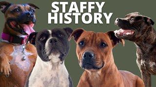 FASCINATING HISTORY OF THE STAFFORSHIRE BULL TERRIER