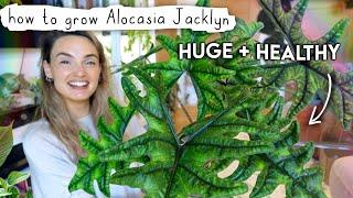 How I Grew My Alocasia Jacklyn BIG In Just 1 Year  Alocasia Jacklyn Care Tips + Tricks