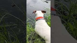 РЫБАК БЛИН БЛИНСКИЙ #рыбалканафидер #fishing