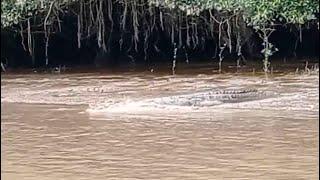 Up to 3 crocodiles close together