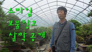 [경남스마일분재경매장] 스마일의 전신인 미소분재를 소개합니다.#경남스마일분재경매장 #bonsai_auction #bonsai #koreabonsai