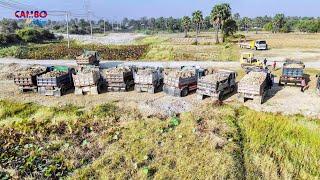 Amazing Many Dump trucks dumping soilRock fill up land Pushing by Dozer KOMATSU D31PX  (Mix2Project)