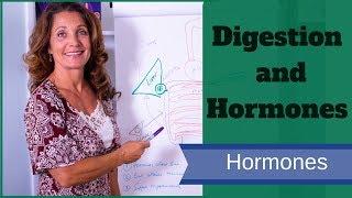 Digestion and Hormones | Improve Helpful Microorganisms In Your Gut