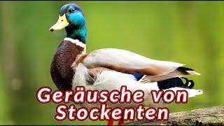 Geräusche von Stockenten  Geräusche einer weiblichen Stockente