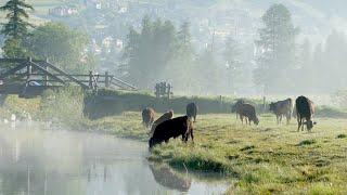 Natur und Landschaft - «50 Jahre ANU»