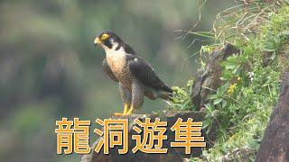 龍洞遊隼4K|Peregrine Falcon