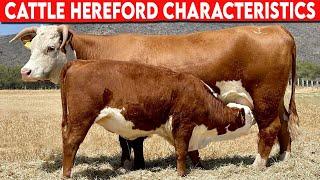 ⭕ Cattle Breeds HEREFORD Characteristics   Cattle Hereford  // Bulls Hereford