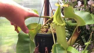 NEPENTHES CARE:  NEPENTHES TRUNCATA1080p