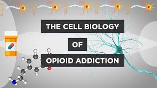 Evo-Ed: The Cell Biology of Opioid Addiction