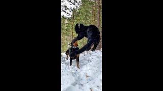 The most spectacular panther jumps   / Luna is a lover of parkour