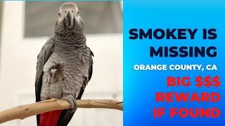 Smokey is Missing