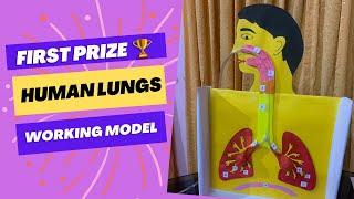 Easy Lungs Working Model for Science Exhibition Project || Human Respiratory System Model #science