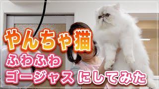 【リッツくん】超やんちゃ猫をふわふわゴージャスにしてみた【ペルシャ】