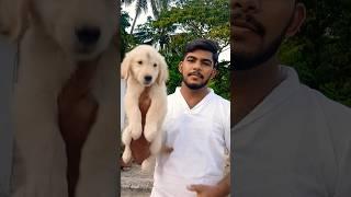 Golden retriver puppy  #bbsr#dogbreed #goldenretriever golde#viralvideo #shortsfeed