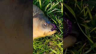 Огромный карась на Микроджиг, рыбалка на Nissin Ares Liberate Li510S TZ. #fishing #рыбалканаозере