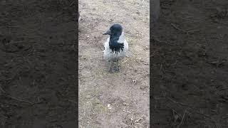 Мой друг ворона Пытливый Глаз / My crow friend Prying Eye