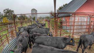 Bringing 100 Calves home