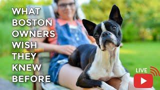 What These Owners Wish They Knew Before Owning A Boston Terrier