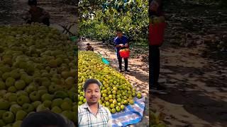 Seasonal fruits #fruit #food #prajapati #farming #tech #agriculture #agro #knowledge #gyan
