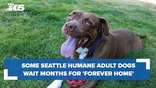 Seattle Humane: Some dogs waiting several months for 'forever homes'